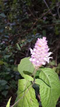 Image of Achyrospermum fruticosum Benth.