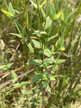 Image of claspingleaf St. Johnswort