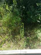 Image of pine barren goldenrod