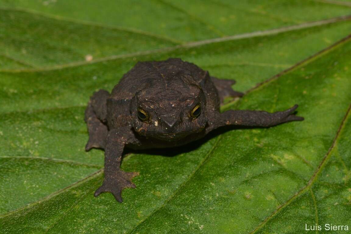 Plancia ëd Rhinella ruizi (Grant 2000)