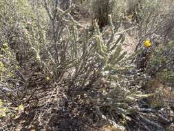 Image of Thornber's buckhorn cholla