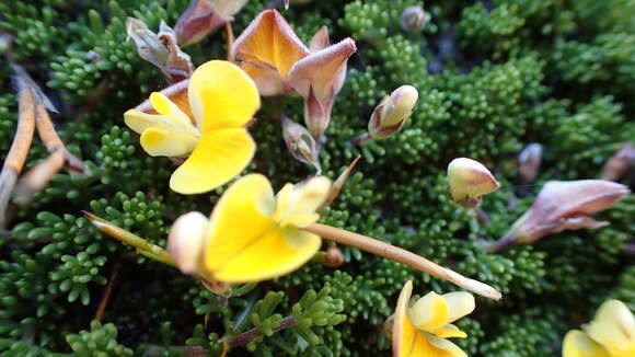 Image of Aspalathus pedicellata Harv.