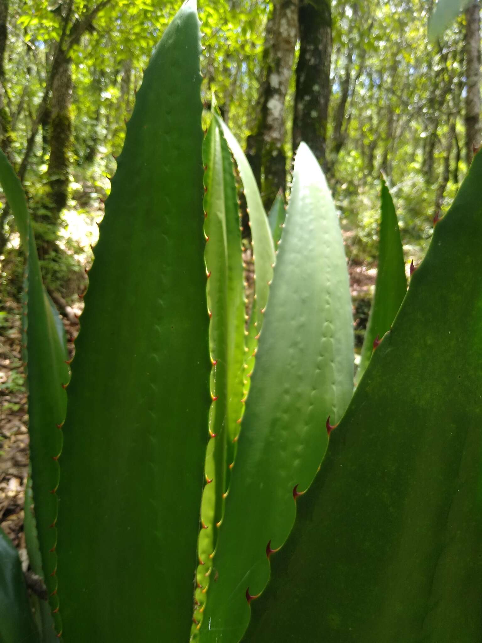 Furcraea guatemalensis Trel.的圖片