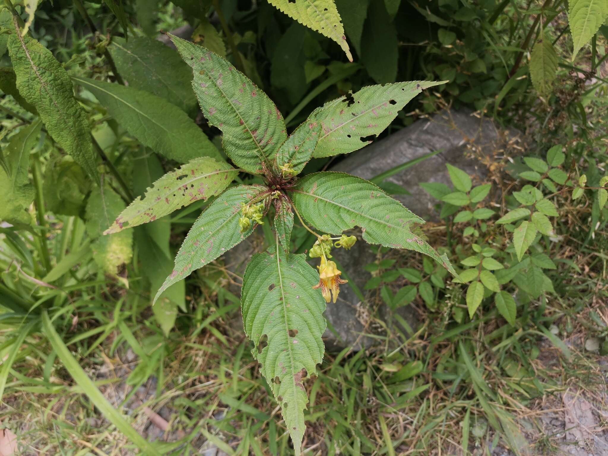 Image of Impatiens edgeworthii Hook. fil.