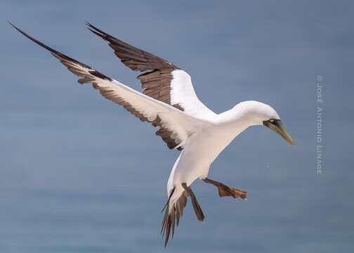 Image of Masked Booby