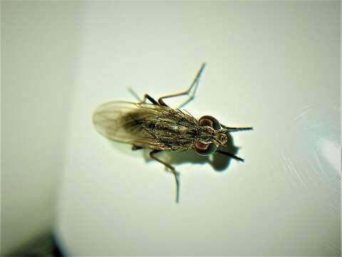 Image of Fly