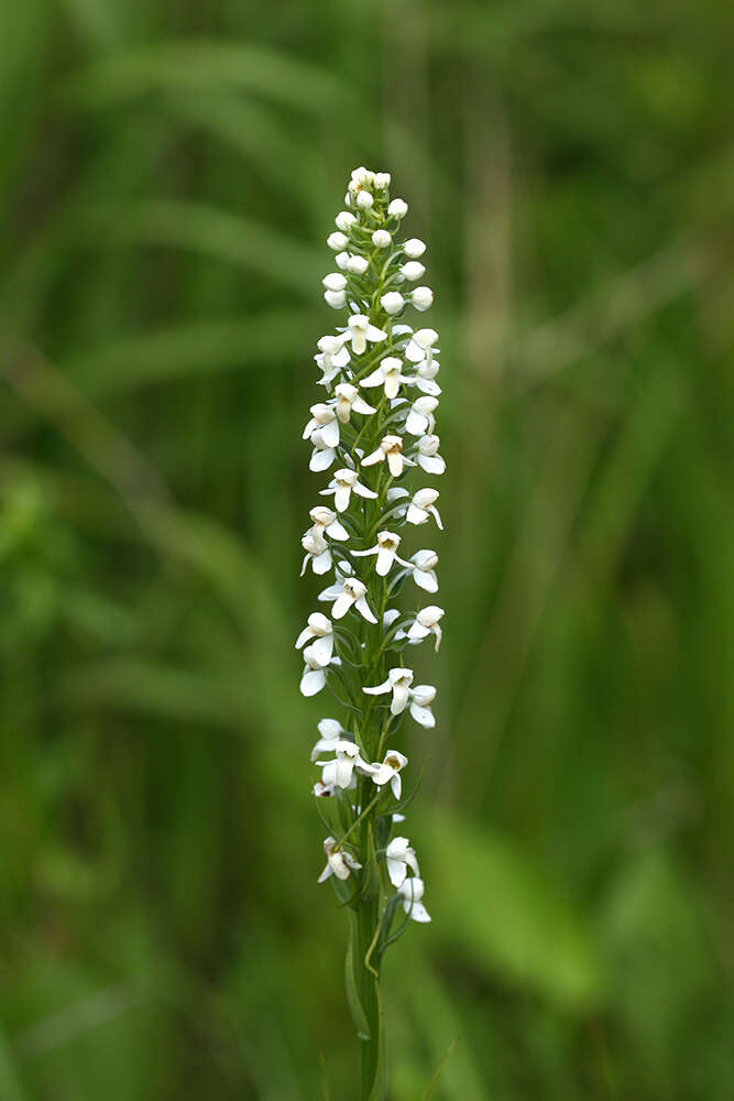 Plancia ëd Platanthera hologlottis Maxim.