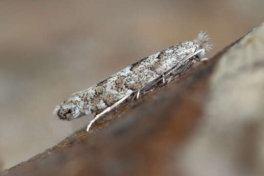 Image of Phyllonorycter pastorella (Zeller 1846)