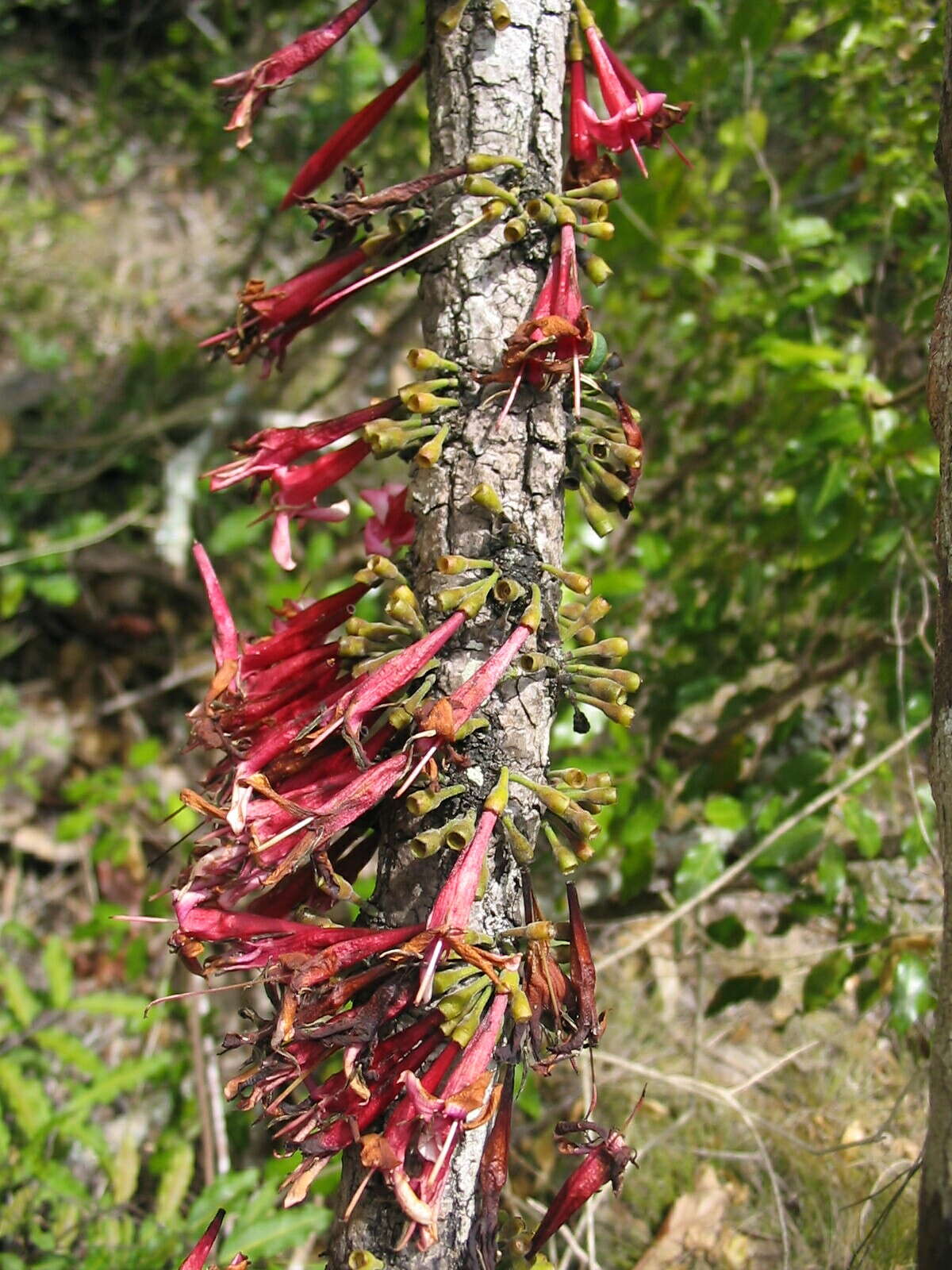 Image of Ixora margaretae (N. Hallé) Mouly & B. Bremer