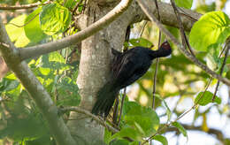 Image of Northern Sooty Woodpecker