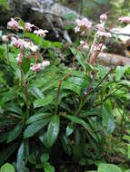 Image of pipsissewa