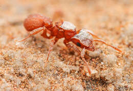 Image of Cyphomyrmex wheeleri Forel 1900