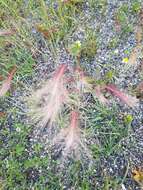 Image of Hordeum jubatum L.