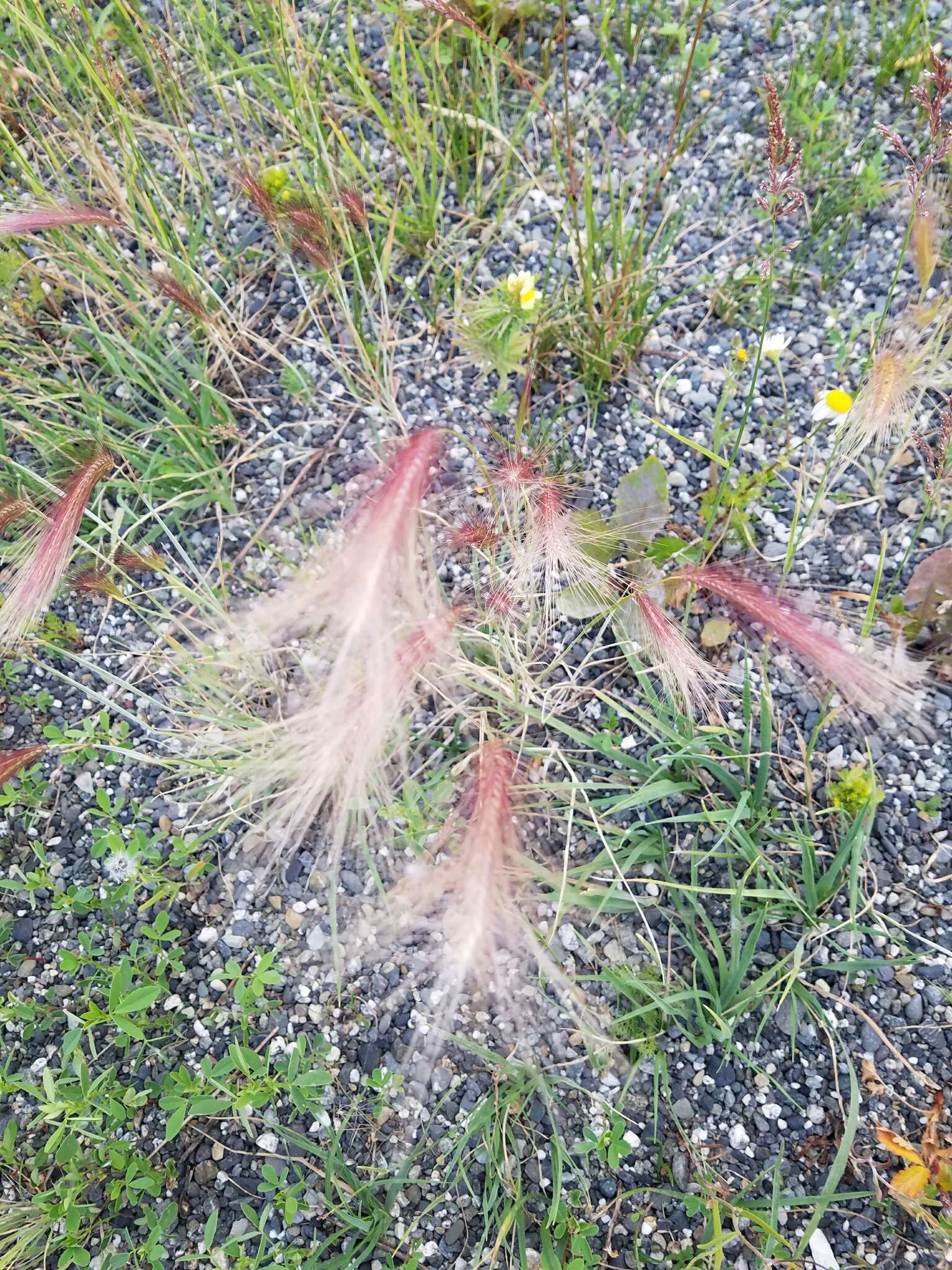 Image of Hordeum jubatum L.