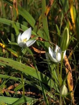 Image of Lomatogonium rotatum (L.) Fr. ex Fernald