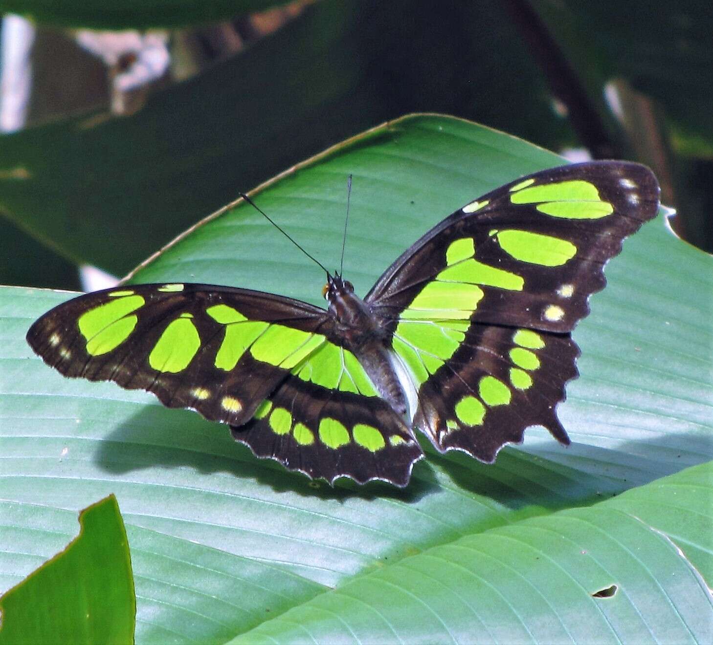 Imagem de Siproeta stelenes meridionalis (Fruhstorfer 1909)