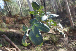 Sivun Eucalyptus globulus subsp. bicostata (Maiden. Blakely & Simmonds) Kirkpatrick kuva