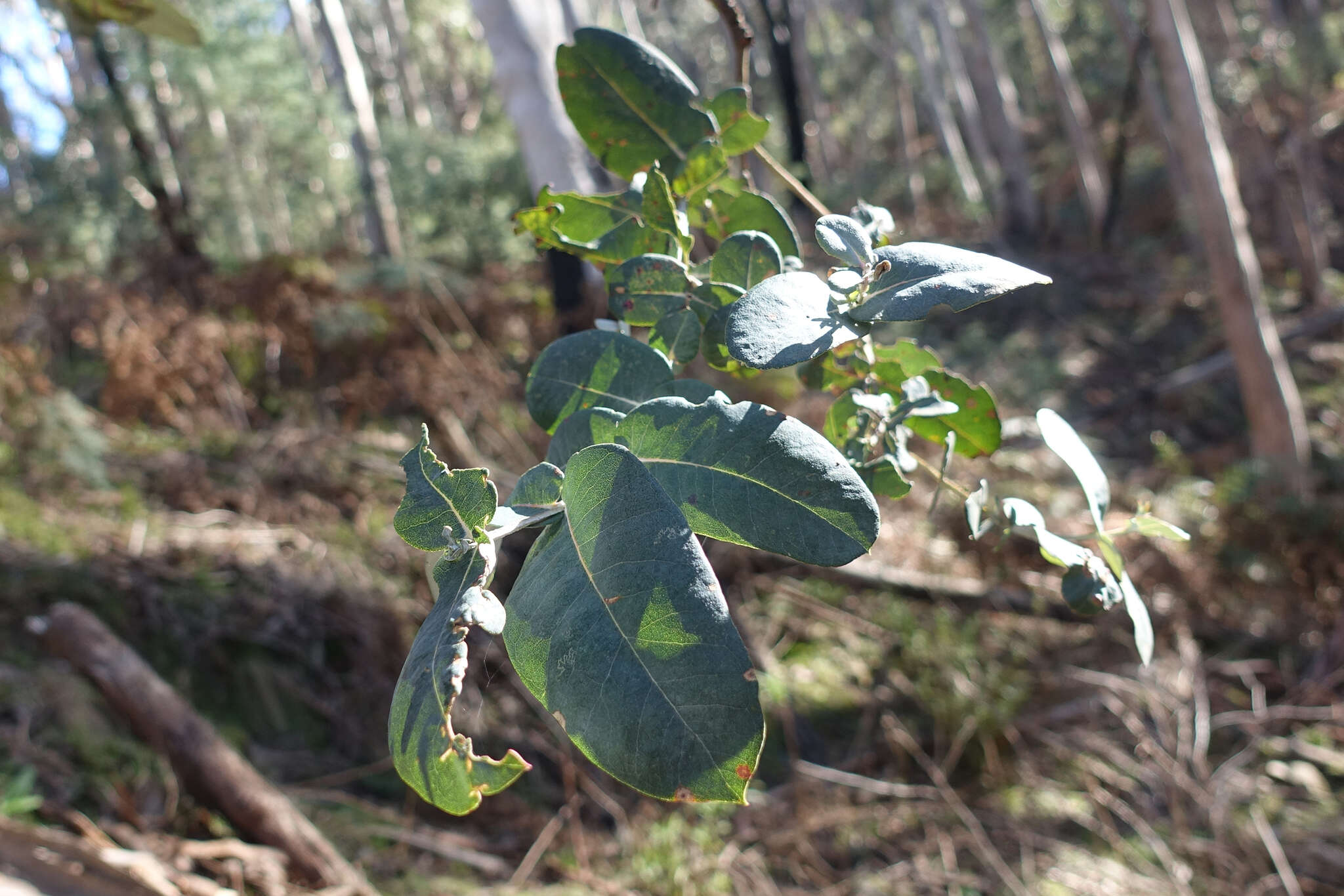 Plancia ëd Eucalyptus globulus subsp. bicostata (Maiden. Blakely & Simmonds) Kirkpatrick