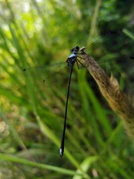 Image of Hypolestes hatuey Torres-Cambas 2015