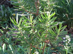 صورة Leucadendron coniferum (Thunb.) Meissn.