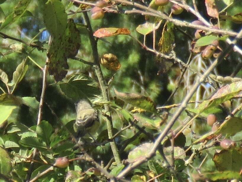 Vireo bellii bellii Audubon 1844 resmi