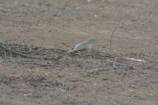 Image of Large Grey Babbler