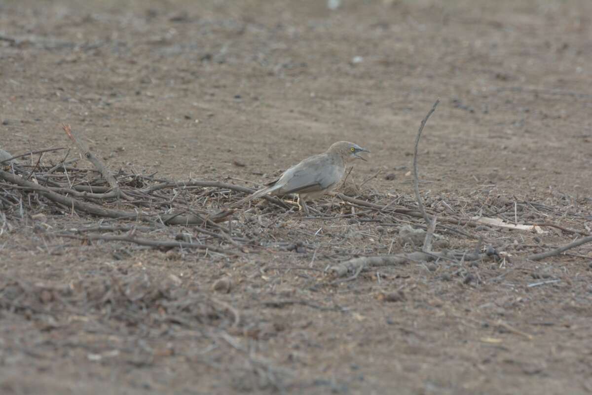 Image of Large Grey Babbler