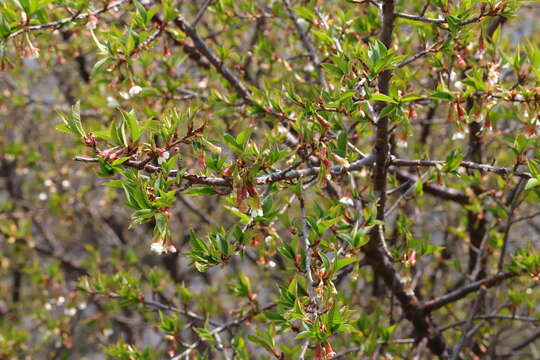 Слика од Prunus rufa Wall. ex Hook. fil.