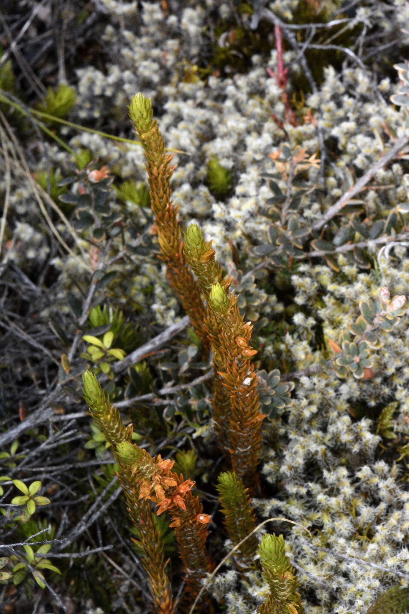 Image of Huperzia australiana (Herter) Holub