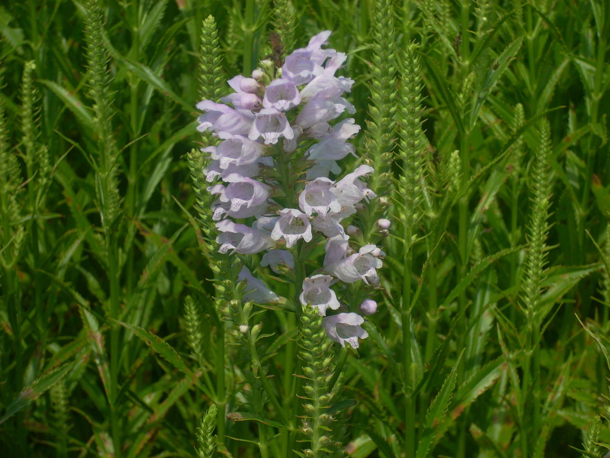 Image of obedient plant