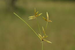 Image of Cyperus pelophilus Ridl.