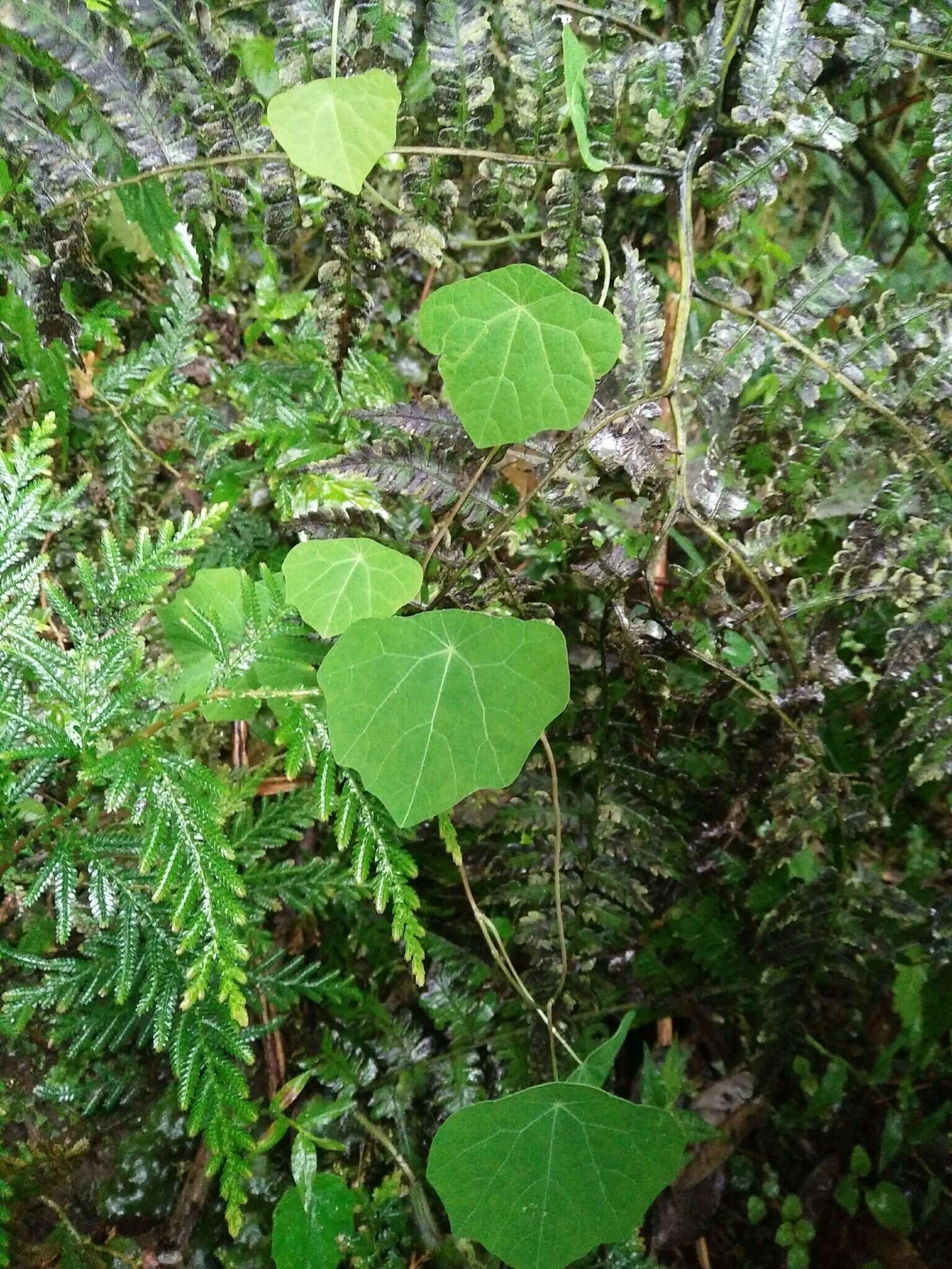 Stephania cephalantha Hayata的圖片