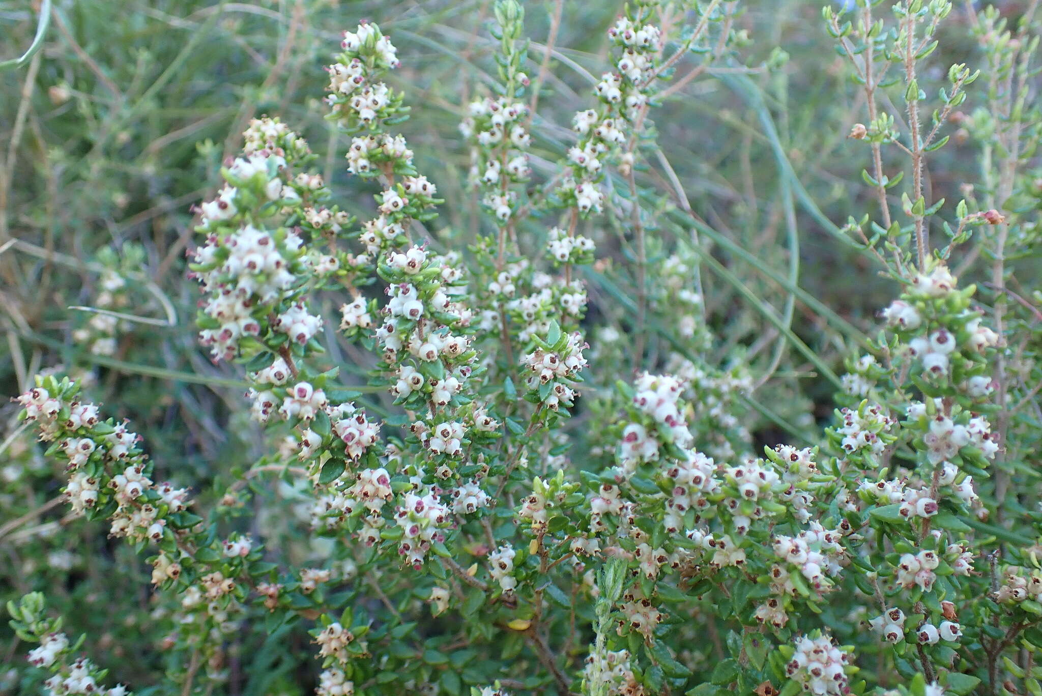 Image of Erica cordata Andr.