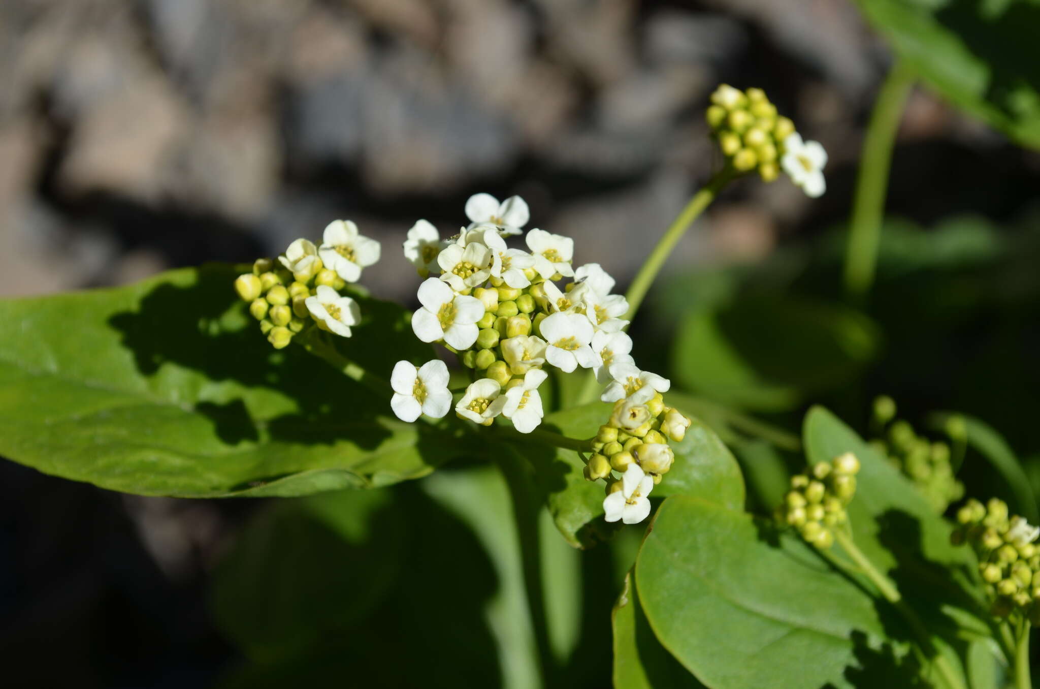 Imagem de Eutrema integrifolium (DC.) Bunge