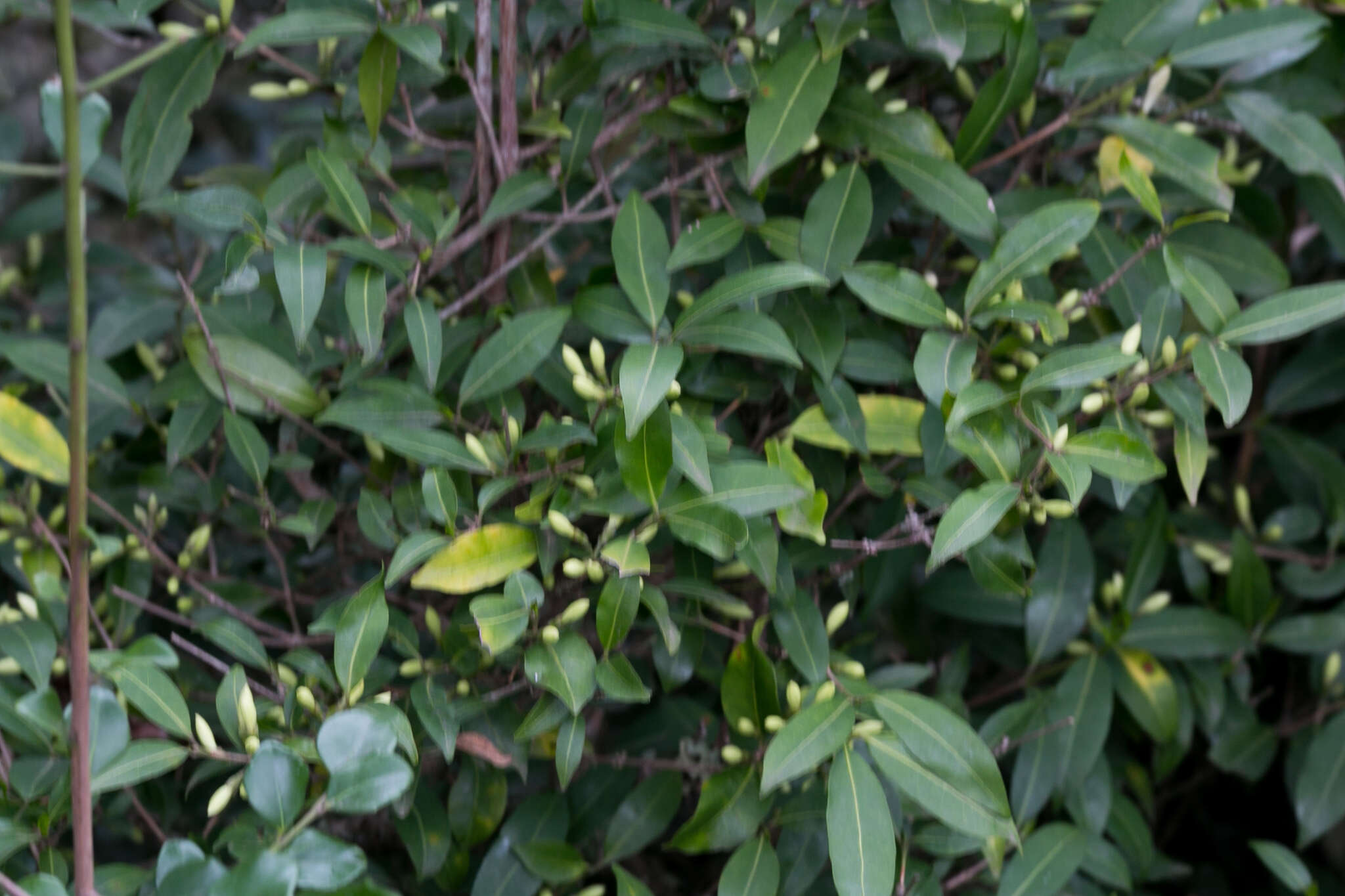 Image of South African coffee tree