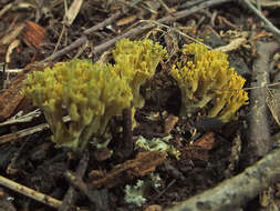 Image of Phaeoclavulina echinovirens (Corner, K. S. Thind & Dev) Giachini 2011