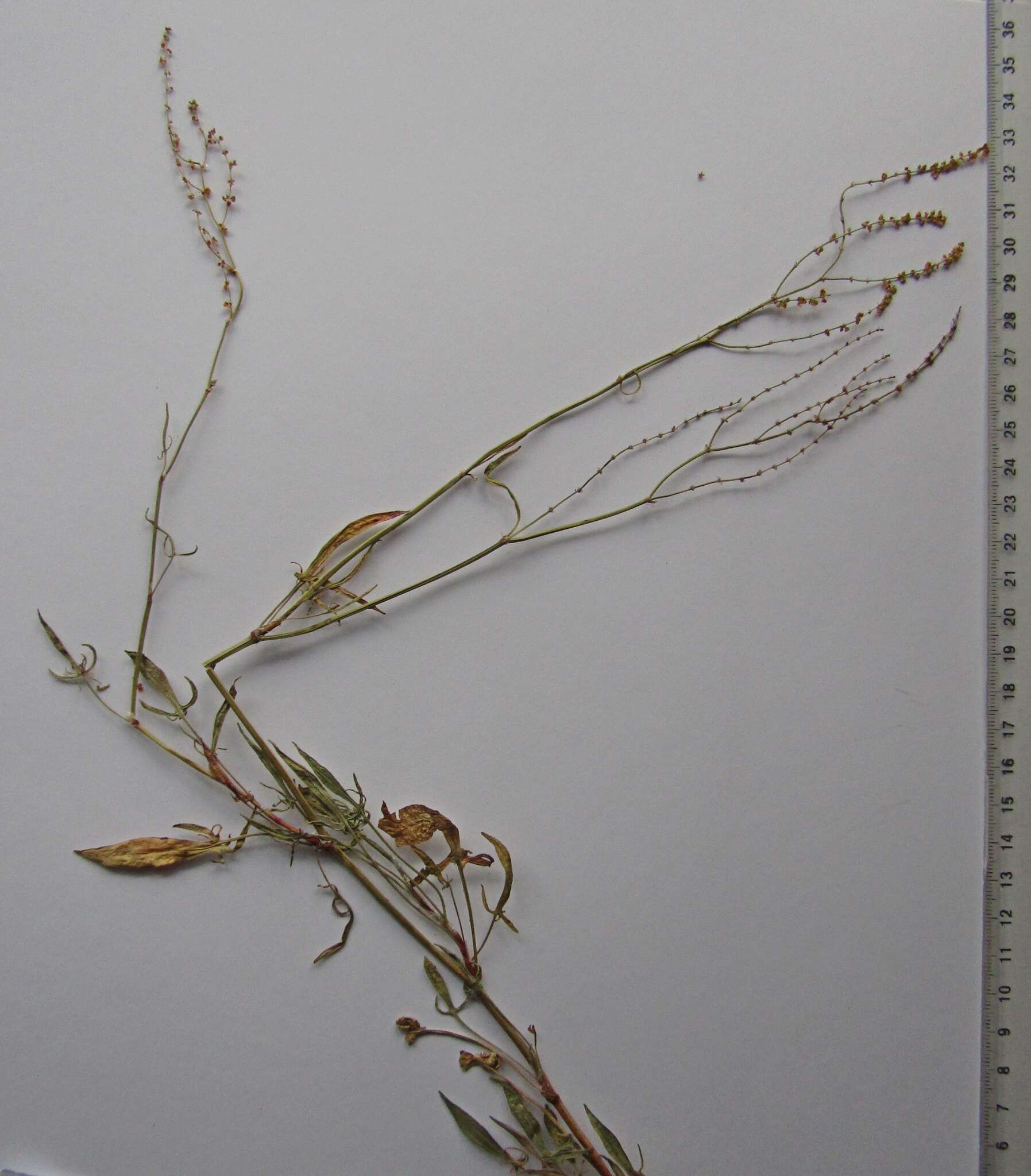 Image of Rumex acetosella subsp. acetoselloides (Balansa) Nijs