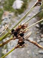 Image of Anthracoidea sempervirentis Vánky 1979