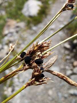 Image de Anthracoidea sempervirentis Vánky 1979