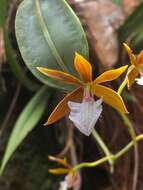 Image of Prosthechea hastata (Lindl.) W. E. Higgins