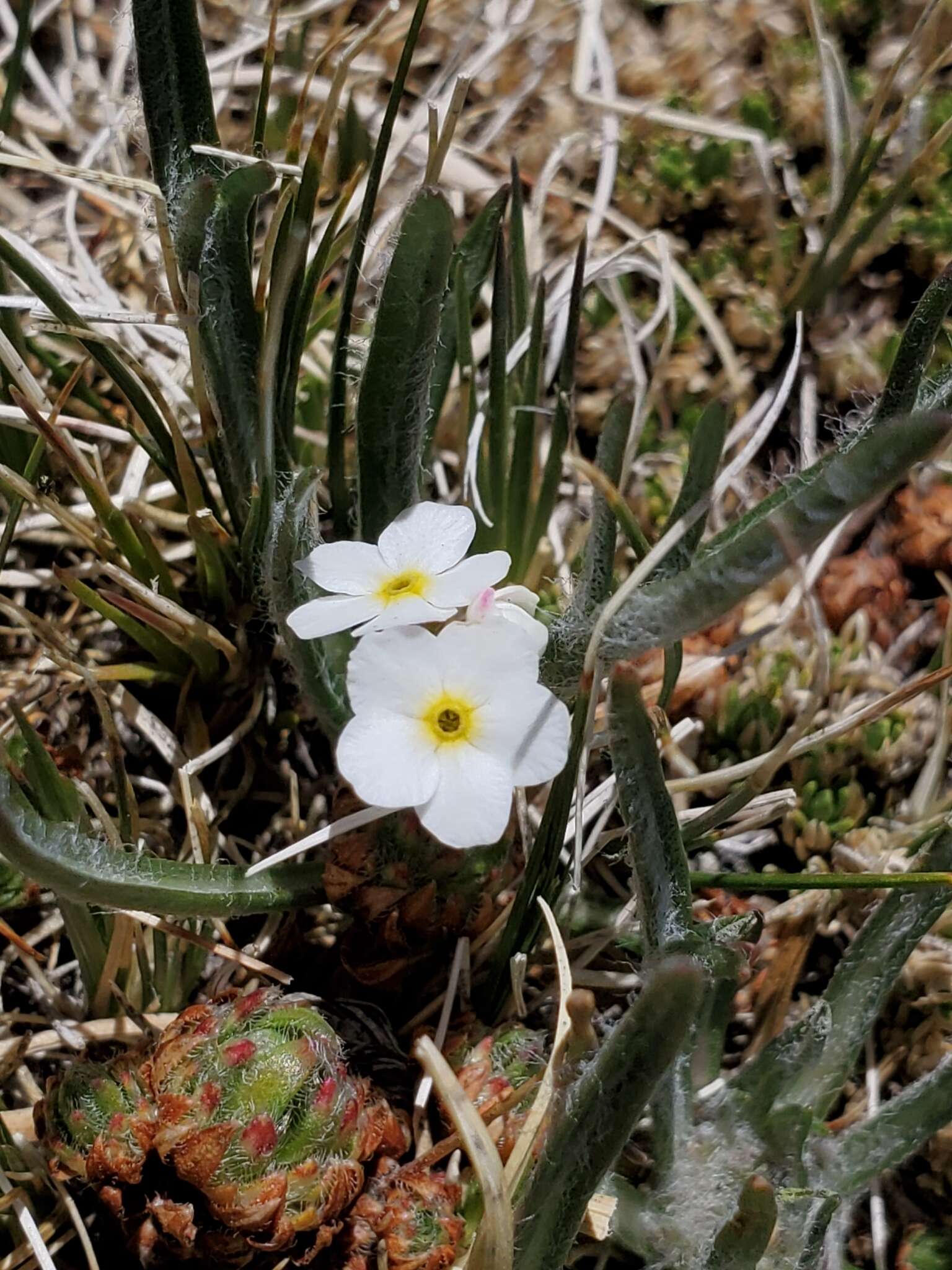 Plancia ëd Eritrichium argenteum W. Wight