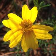 Tagetes linifolia Seaton resmi