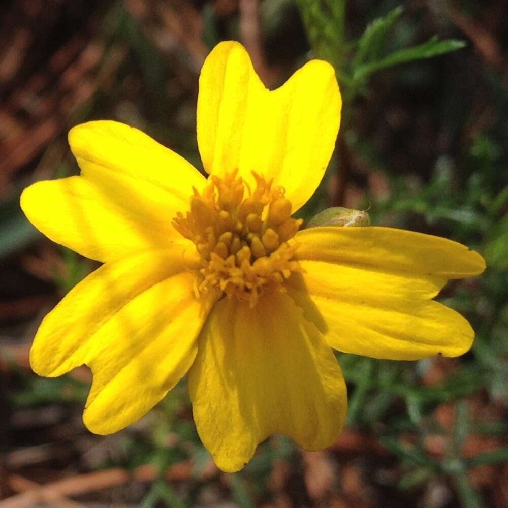 Image of Tagetes linifolia Seaton