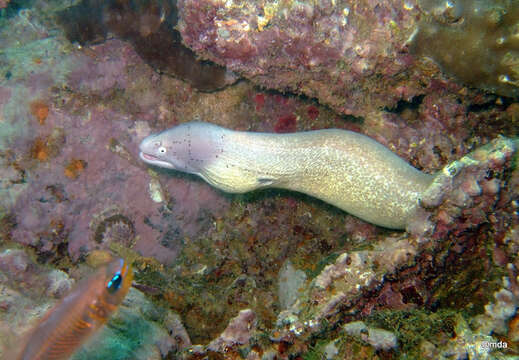 Image of Geometric moray