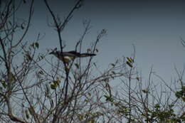 Image of Magpie-jay