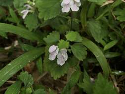 Matsumurella tuberifera (Makino) Makino的圖片