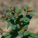 Imagem de Euphorbia rapulum Kar. & Kir.