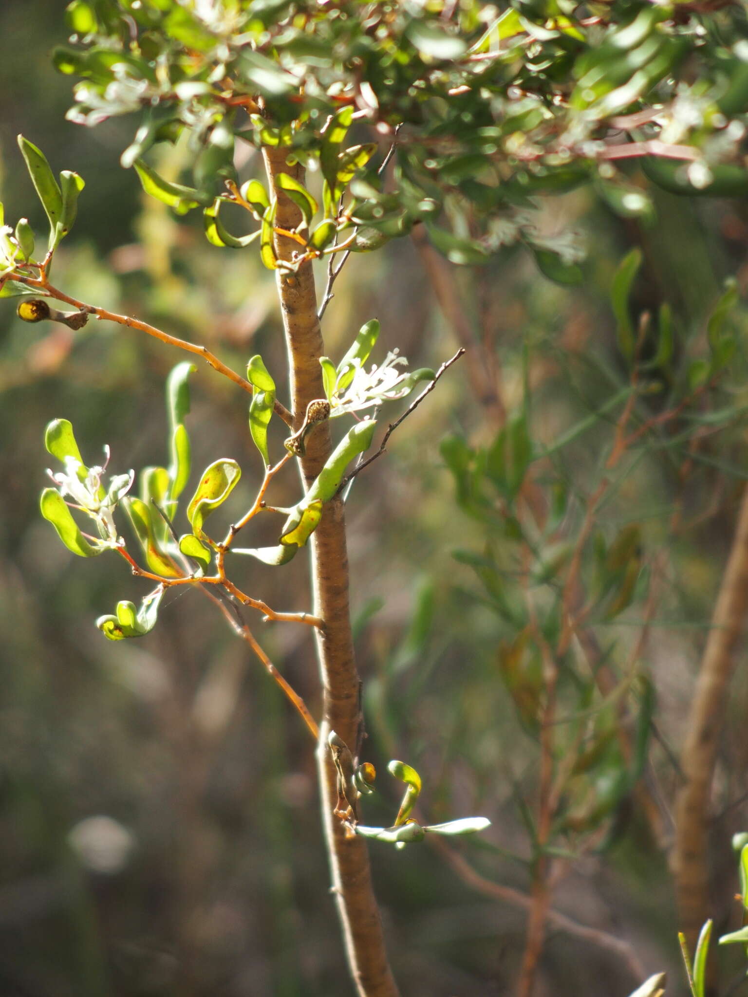 Image de Hakea trifurcata (Sm.) R. Br.