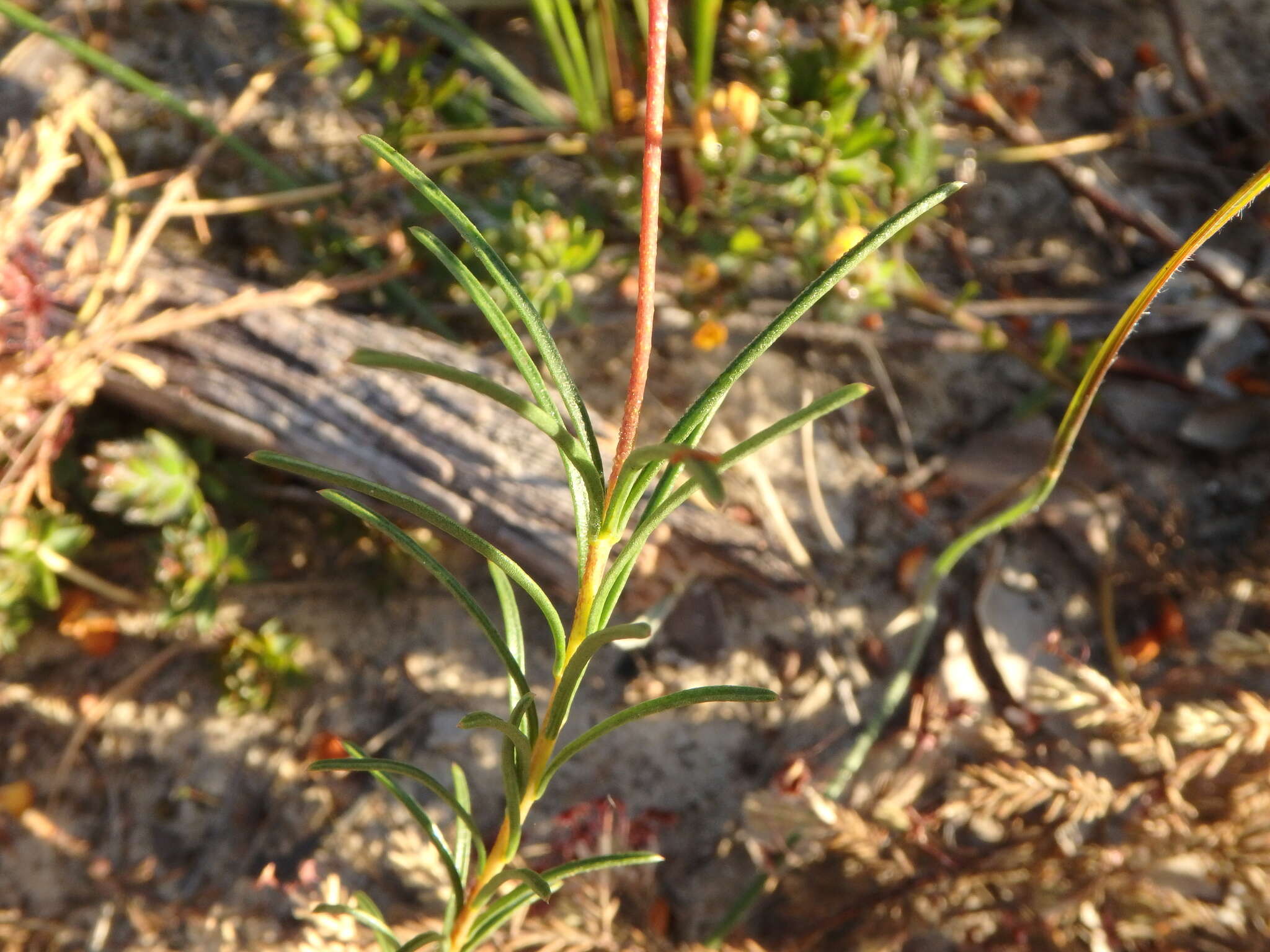 Cheiranthera alternifolia E. M. Bennett resmi