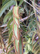 Image of narrowleaf swordfern